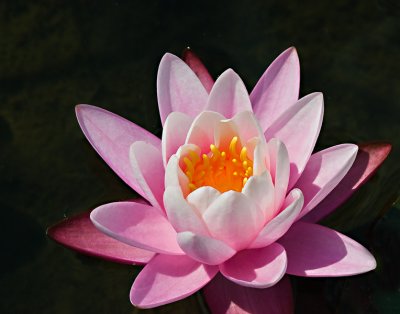 Water Lily 1