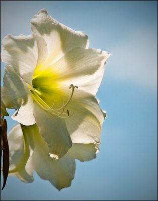 White Light