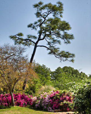 The Garden's Tree Line