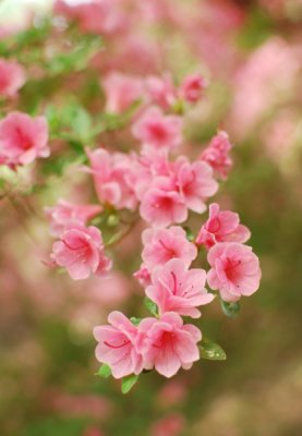Cascading Pink Blooms