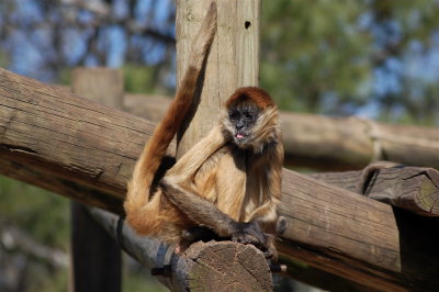 Monkeying Around