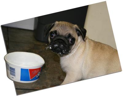 g3/29/473029/3/52672348.whipcreme.jpg