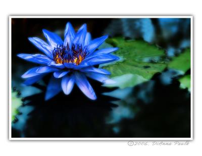 Waterlily Blue