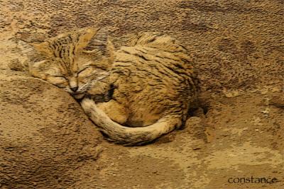 Sand Cat - Posterized