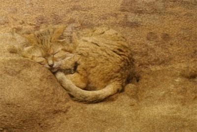 Sand Cat - Sponge