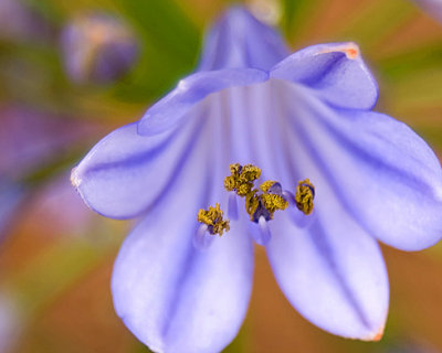 Agapanthus With Pollen
