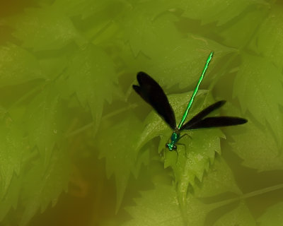 Ebony Jewelwing Damselfly