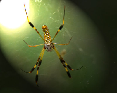 Golden Silk Female - posterior view