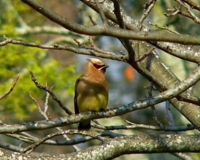 Cedar Waxwing