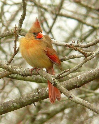 Cool Cardinal