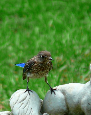 Juvenile Bluebird With Attitude
