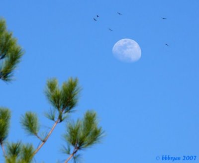 Day Moon
