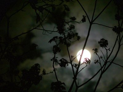 Spooky Moon