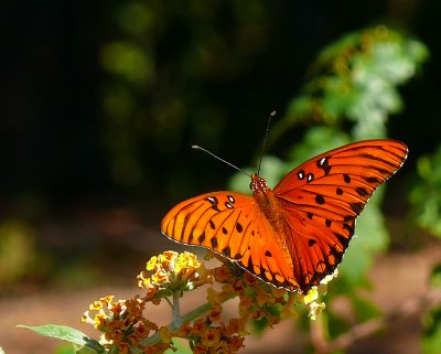 Fleeting Beauty
