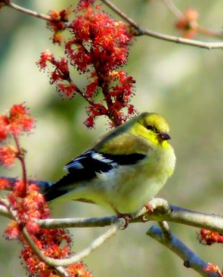 Spring Plumage