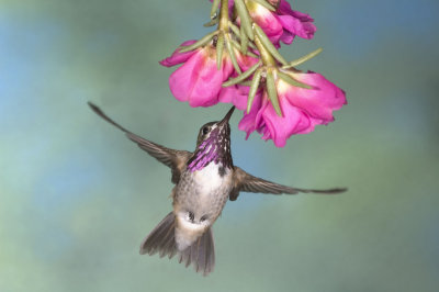 Gerlach Hummingbird