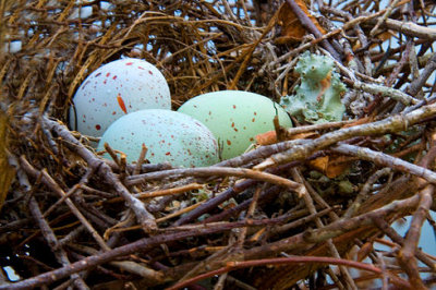 Nature's Easter Eggs