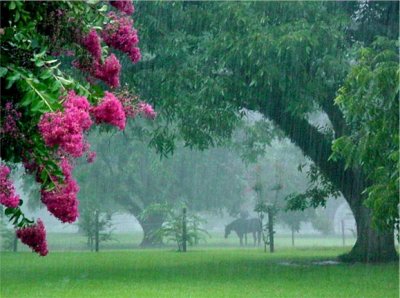 Horse in the Rain