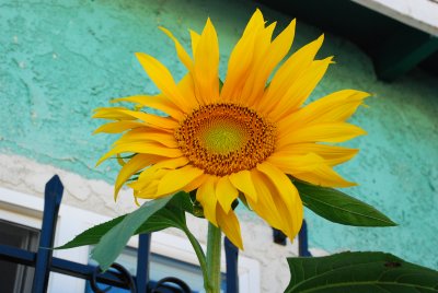 little sunflower.jpg