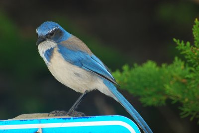 western scrub jay.jpg