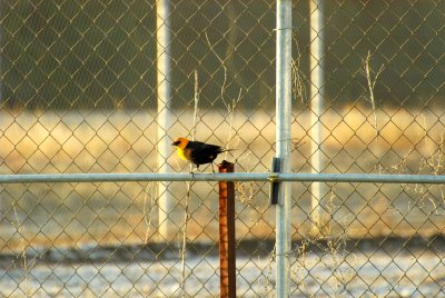 Yellow Head Blackbird.jpg