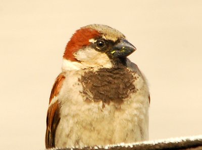 sparrow cropped.jpg