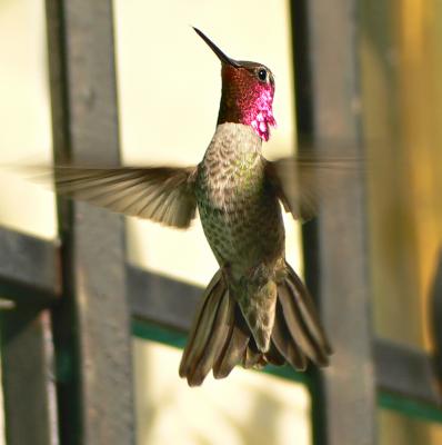 adult male anna's hummingbird
