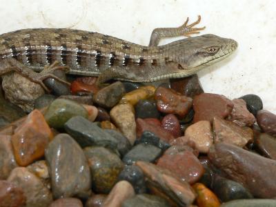 california alligator lizard lizard.jpg