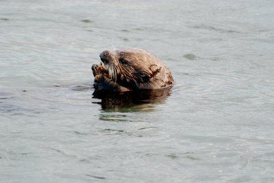 california sea otter.jpg