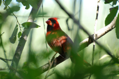 northern cardinal.eldorado park nature center