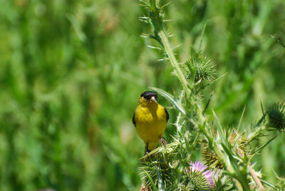 goldfinch eldorado park nature center.jpg
