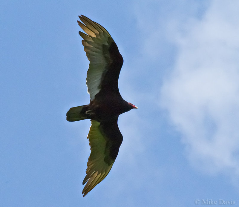 Turkey Vulture (Cathartes aura)