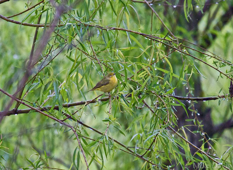 Nashville Warbler (Vermivora ruficapilla))
