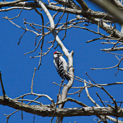 Downy Woodpecker (Picoides pubescens)