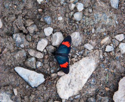 Butterfly on an Inca Trail