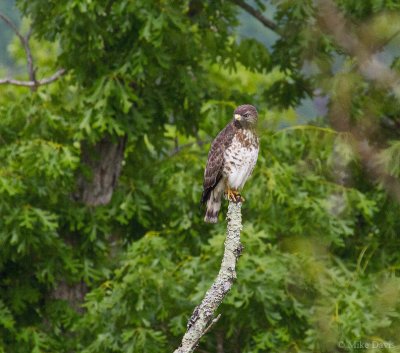 Broad-winged Hawk (Buteo platypterus)