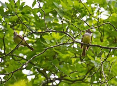 Great Crested Flycatchers (Myiarchus crinitus)