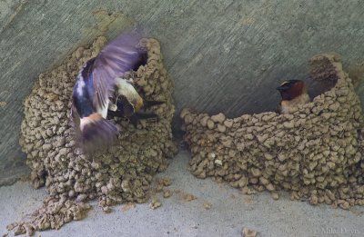 Cliff Swallow - battle for the nest