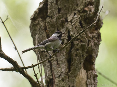 Carolina Chickadee (Poecile carolinensis)