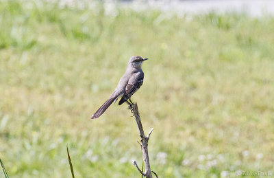 Northern Mockingbird (Mimus polyglottos)