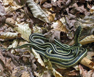 Common Garter Snake (Thamnophis sirtalis s.)