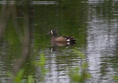 Blue-winged Teal (Anas discors)