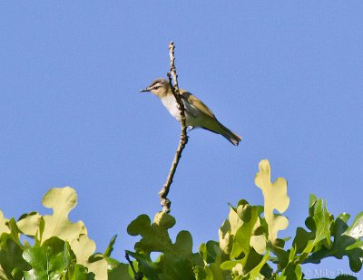 Red-eyed Vireo (Vireo olivaceus)