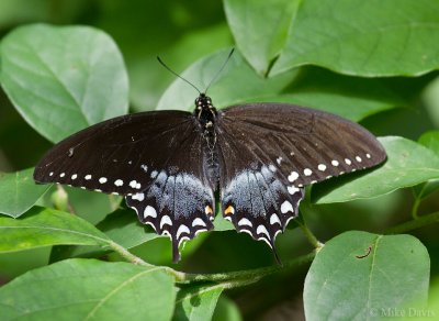 Spicebush Swallowtail (Pterourus troilus troilus)