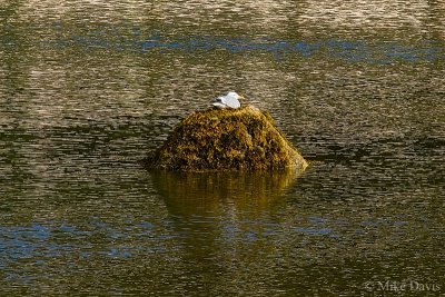 Lone Gull