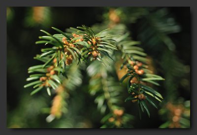 Yew tree -Taxus baccata - If