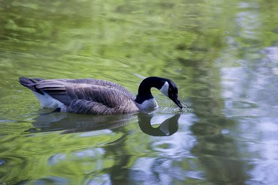 Canadian Goose - Bernache du Canada