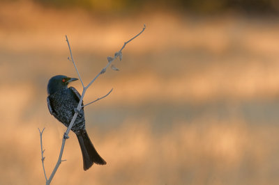 A bird from Namibia