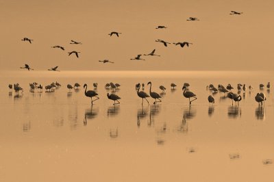 Flamingos 25