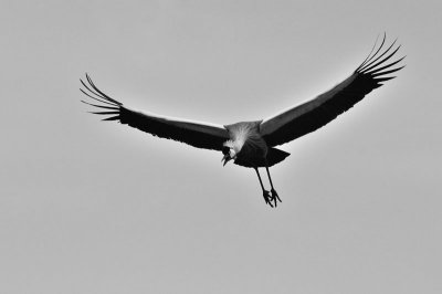 Crowned crane 27